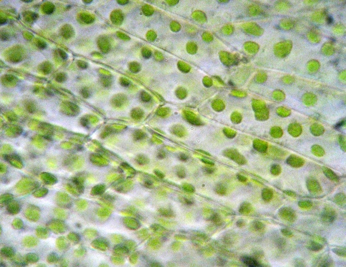 Bryum capillare?